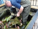 pond cleaning Epsom